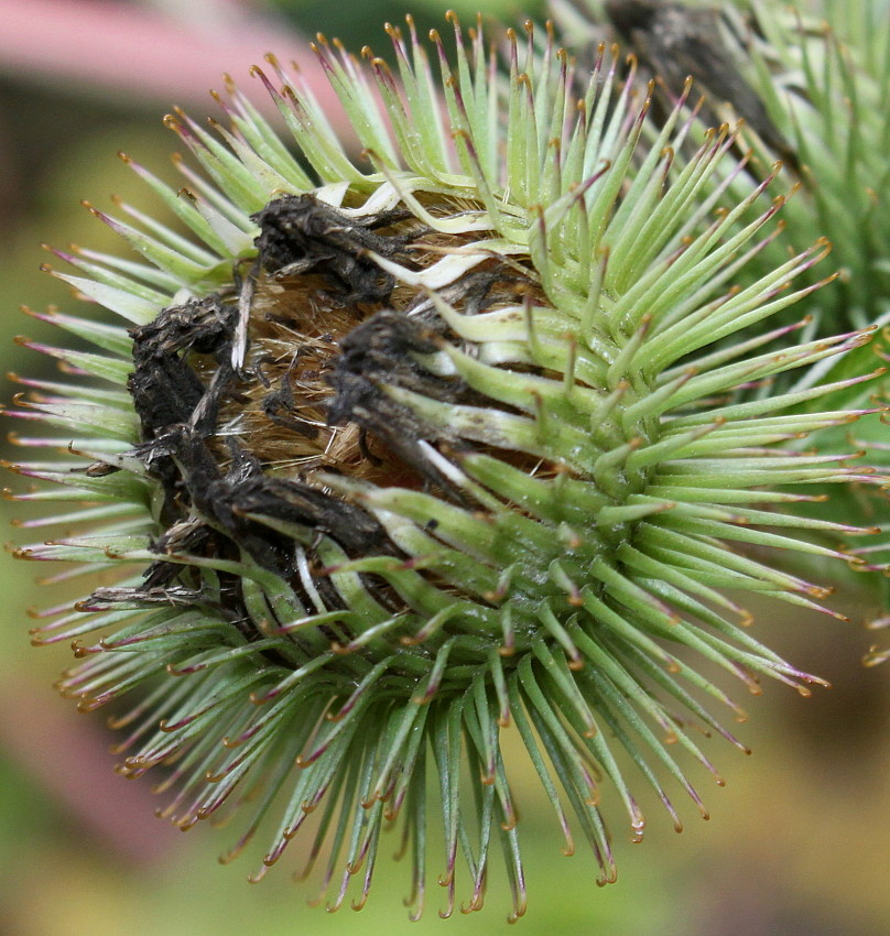 Image of Arctium lappa specimen.