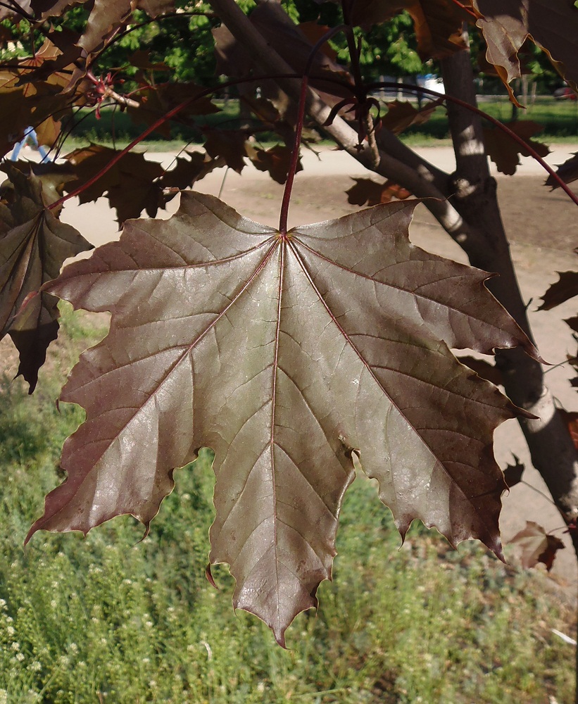 Image of Acer platanoides specimen.