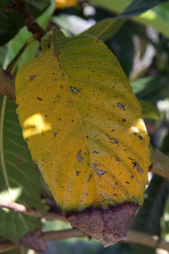 Image of Eriobotrya japonica specimen.