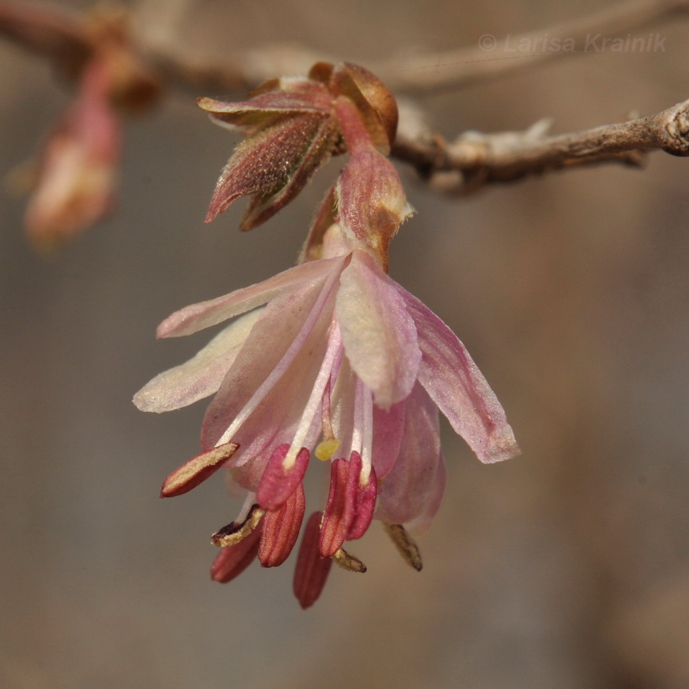 Image of Lonicera praeflorens specimen.