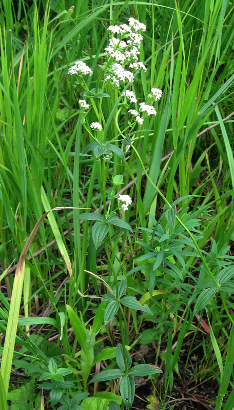 Изображение особи Galium boreale.