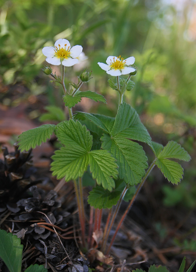 Image of Fragaria orientalis specimen.