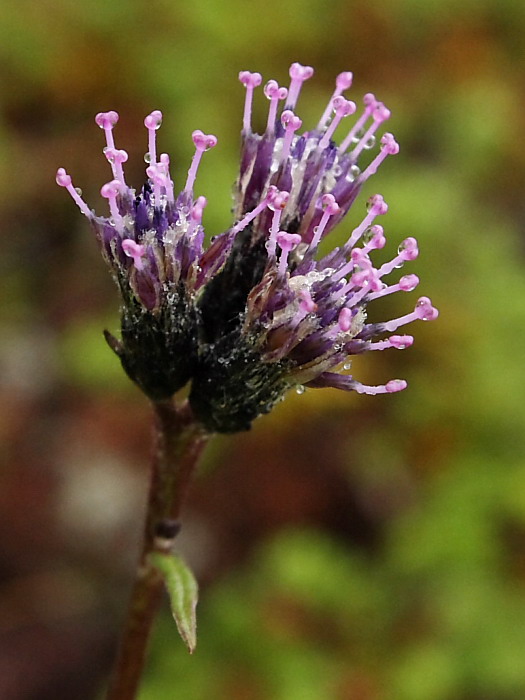 Image of Saussurea alpina specimen.