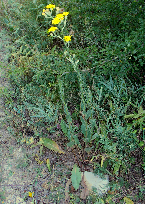 Image of Crepis pannonica specimen.