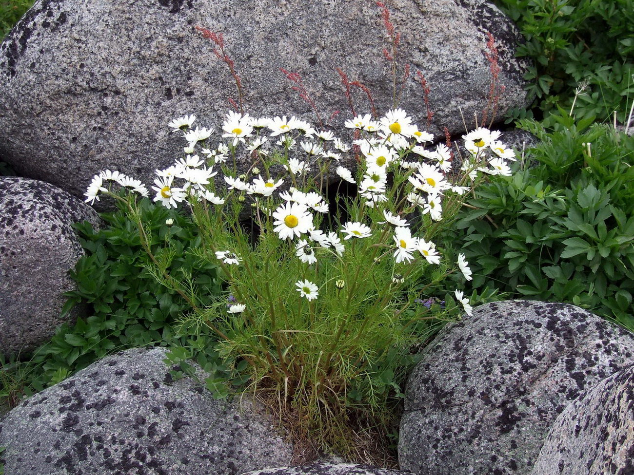 Image of Tripleurospermum subpolare specimen.