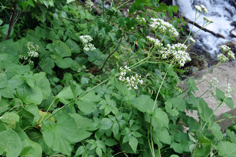 Изображение особи Valeriana alliariifolia.