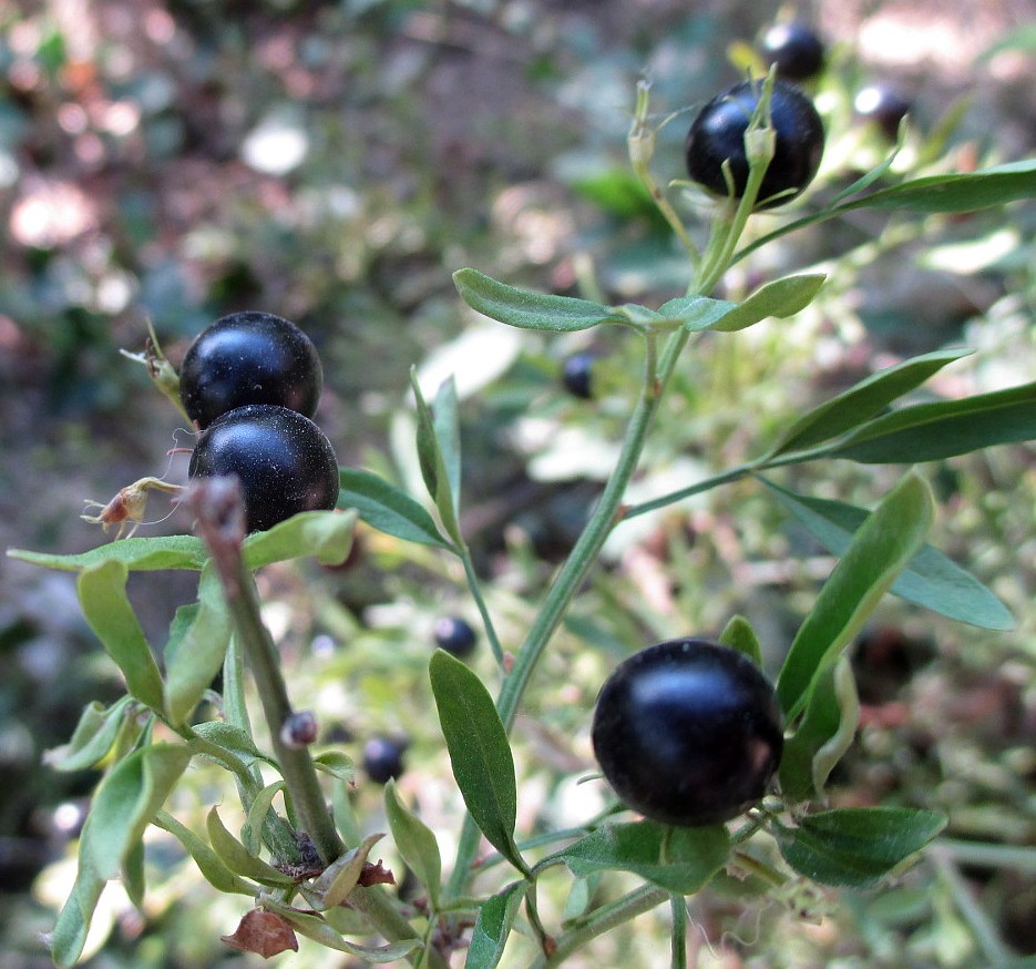 Image of Jasminum fruticans specimen.