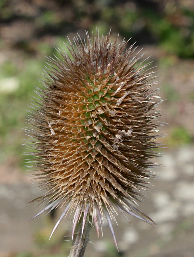 Image of Dipsacus fullonum specimen.