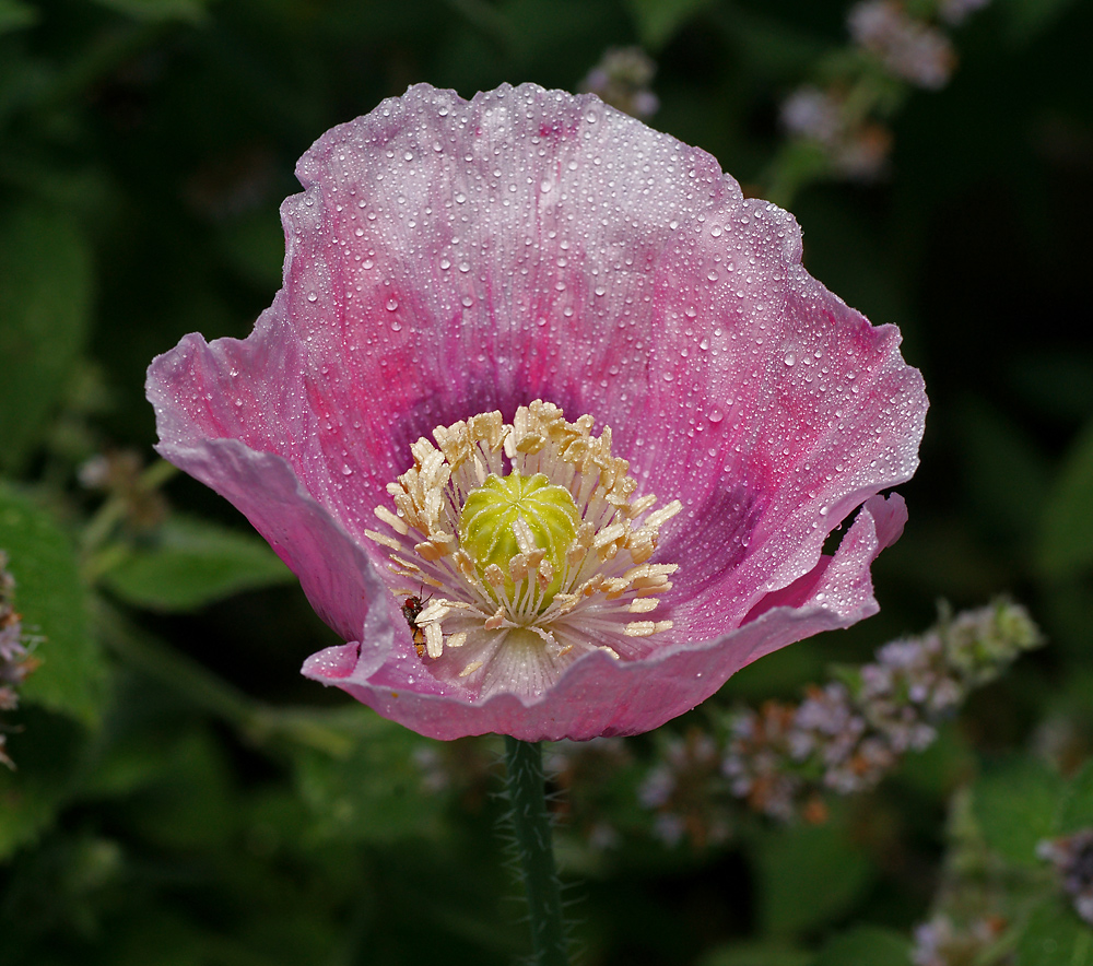 Image of Papaver somniferum specimen.