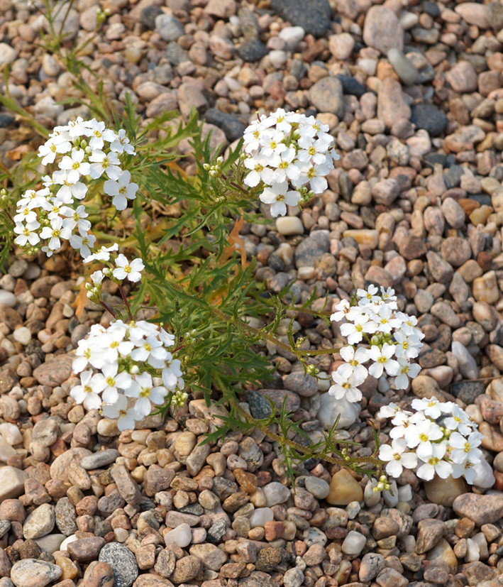 Изображение особи Dontostemon pinnatifidus.