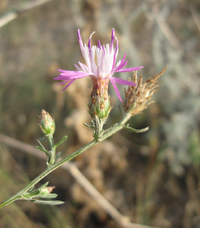 Изображение особи Centaurea caprina.