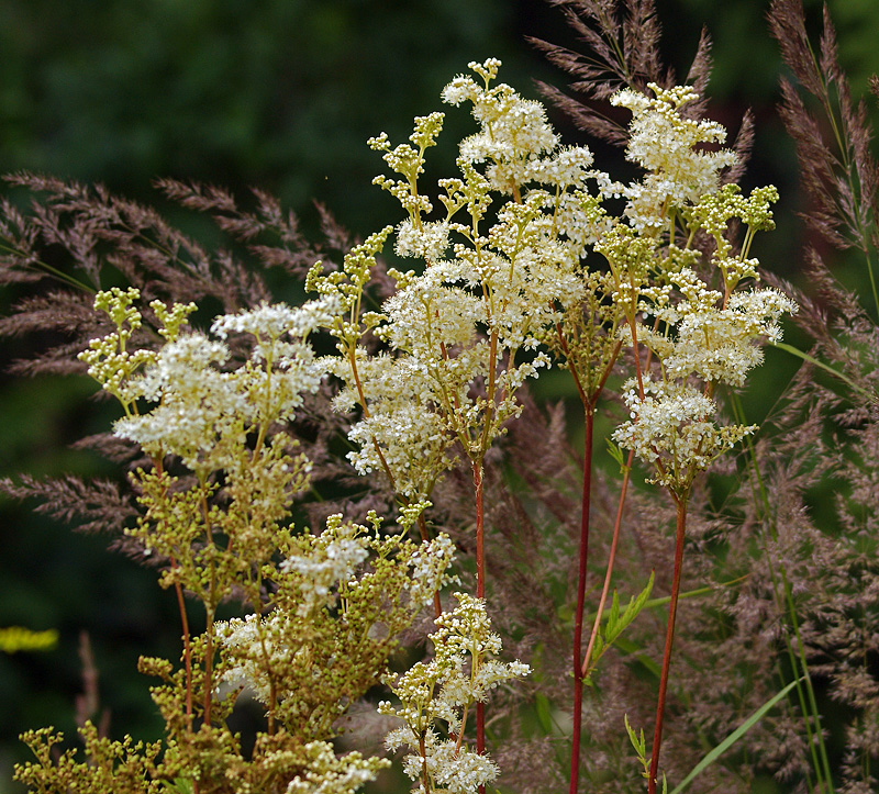 Image of Filipendula ulmaria specimen.