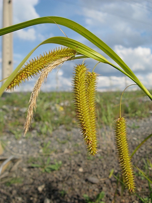 Image of Carex pseudocyperus specimen.