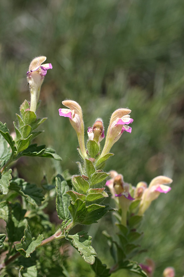 Image of Scutellaria adsurgens specimen.