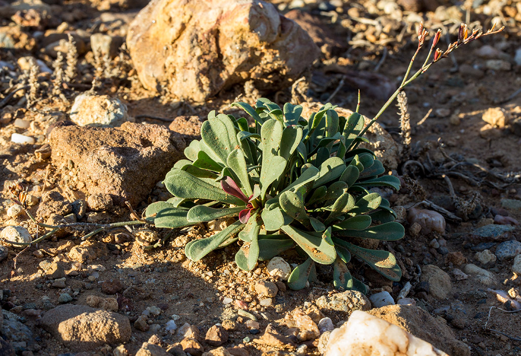 Image of Limonium virgatum specimen.