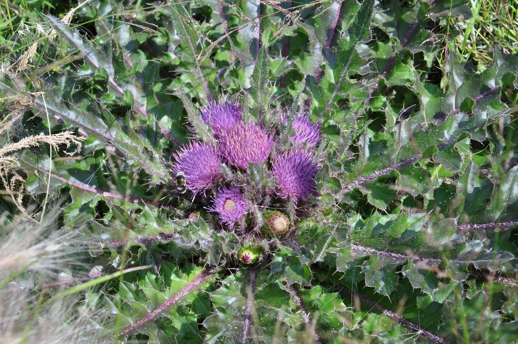 Image of Cirsium esculentum specimen.