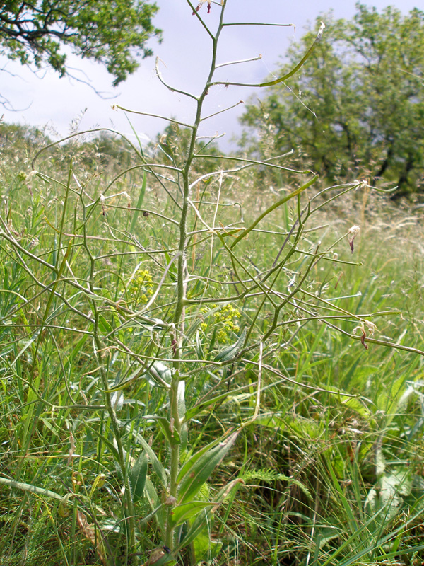 Изображение особи Hesperis tristis.