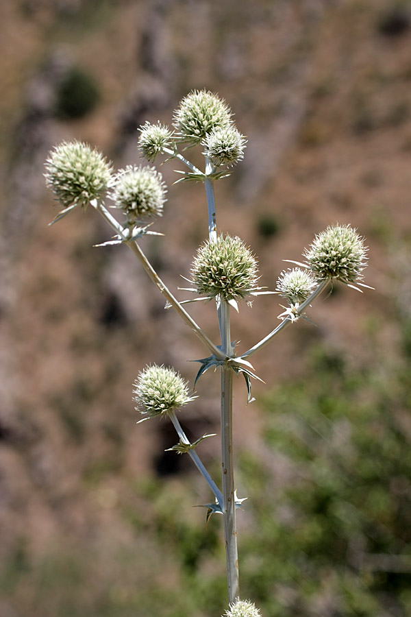 Изображение особи Eryngium macrocalyx.