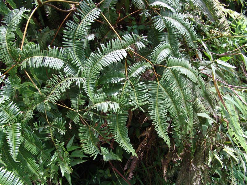 Image of Dicranopteris linearis specimen.