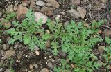 Papaver stevenianum