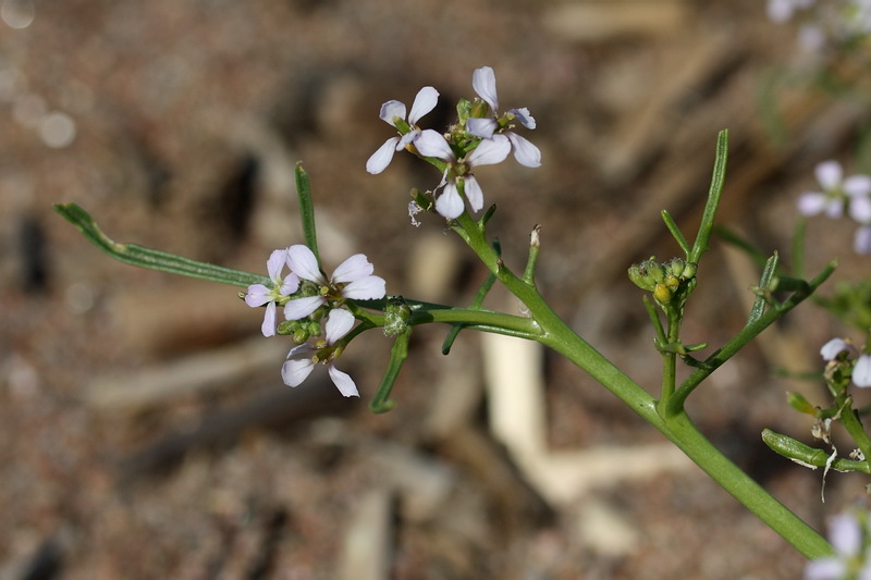 Image of Cakile baltica specimen.