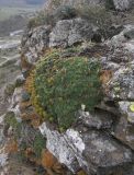 Saxifraga caucasica