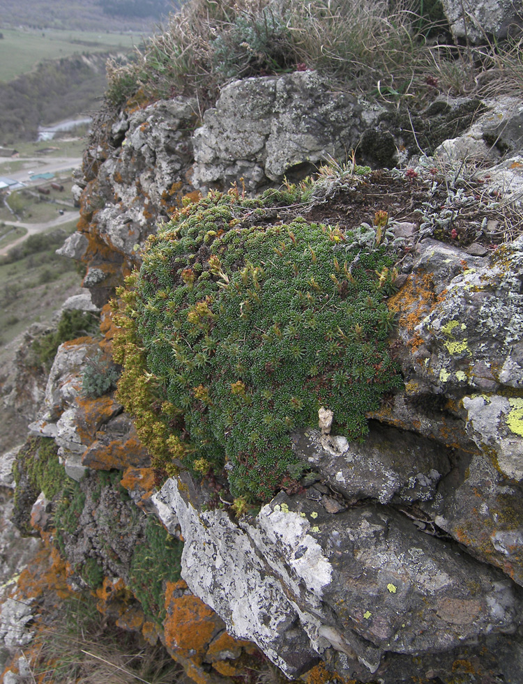 Image of Saxifraga caucasica specimen.