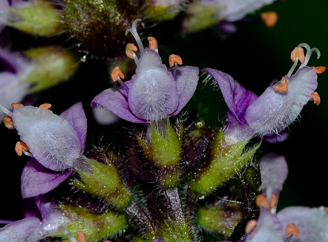 Image of genus Ocimum specimen.