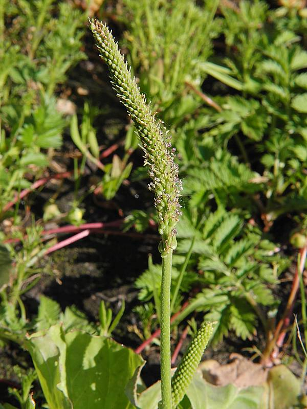 Image of Plantago major specimen.