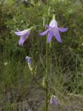 Campanula rapunculus. Часть побега с цветками. Испания, автономное сообщество Каталония, провинция Жирона, комарка Баш Эмпорда, муниципалитет Тороэлья-де-Монгри, долина Санта-Катерина. 28.05.2016.