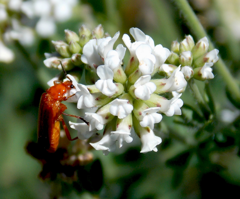 Изображение особи Dorycnium herbaceum.