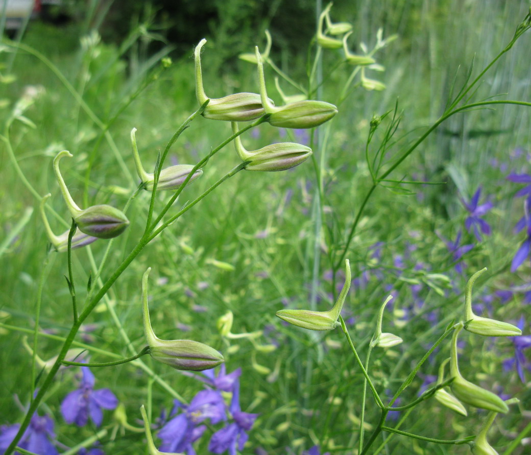 Изображение особи Delphinium consolida.