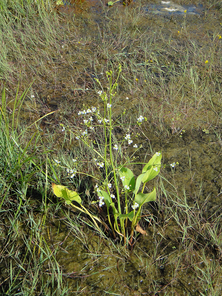 Изображение особи Alisma plantago-aquatica.