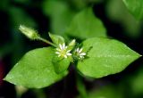 Stellaria media