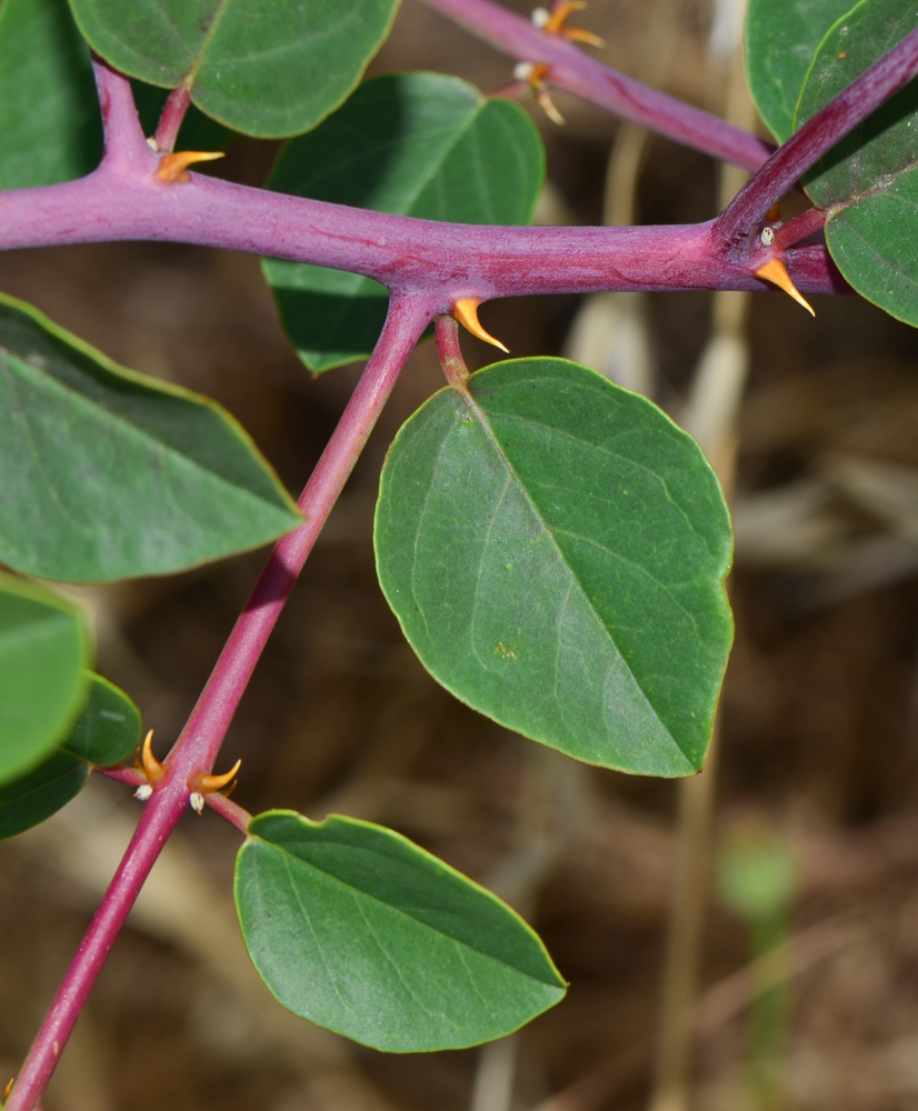 Изображение особи Capparis zoharyi.