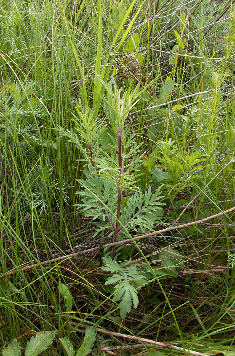 Image of Scabiosa ochroleuca specimen.