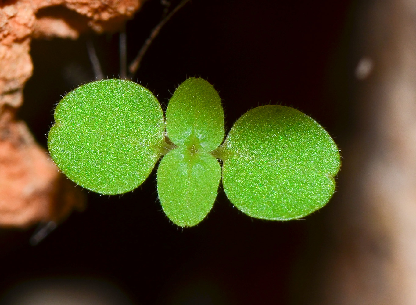 Изображение особи Parietaria lusitanica.