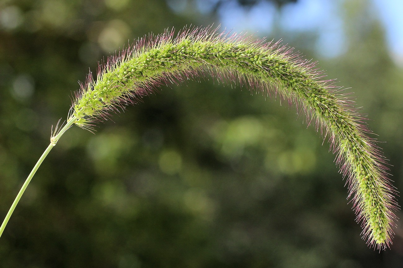 Image of Setaria faberi specimen.