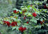 Sambucus racemosa