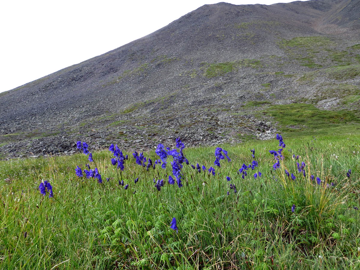 Image of Aconitum delphiniifolium specimen.