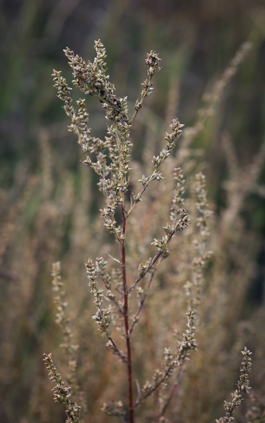 Image of Artemisia campestris specimen.