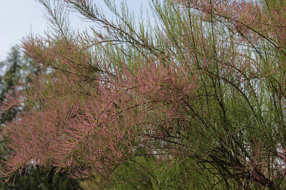 Image of Tamarix ramosissima specimen.