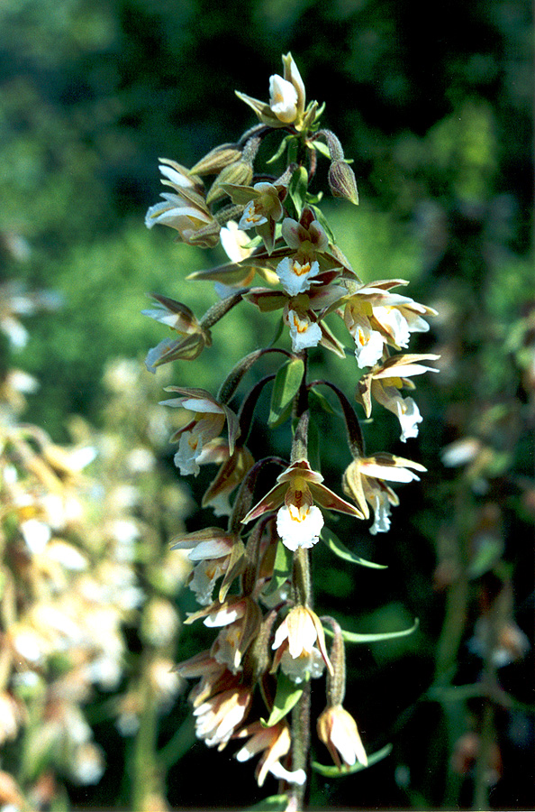 Image of Epipactis palustris specimen.