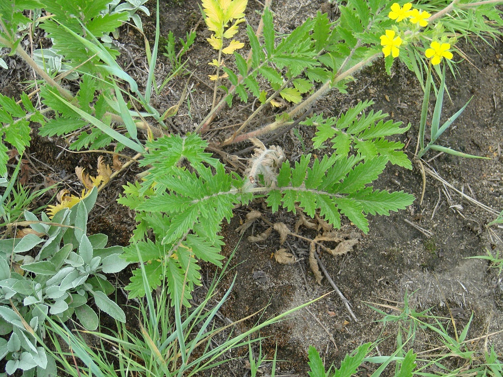 Image of Potentilla tanacetifolia specimen.