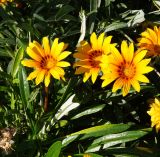 Gazania rigens