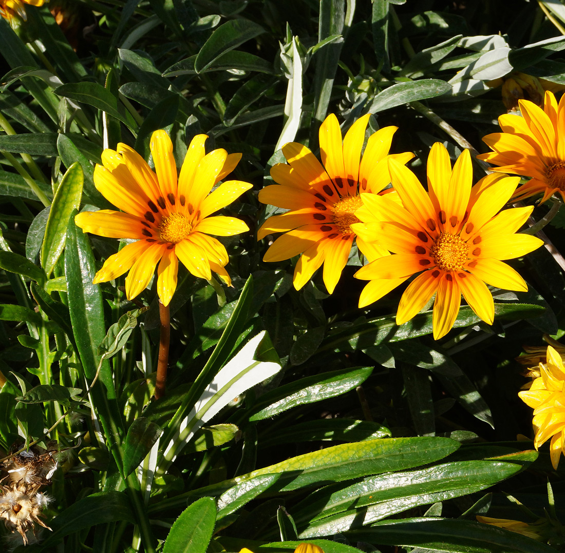 Изображение особи Gazania rigens.