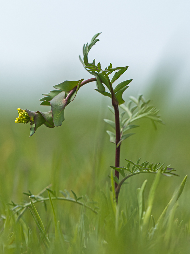 Изображение особи Lepidium perfoliatum.