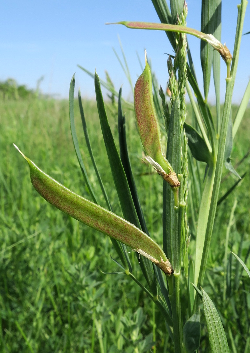 Image of Lathyrus lacteus specimen.