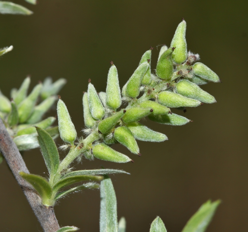Image of Salix brachypoda specimen.