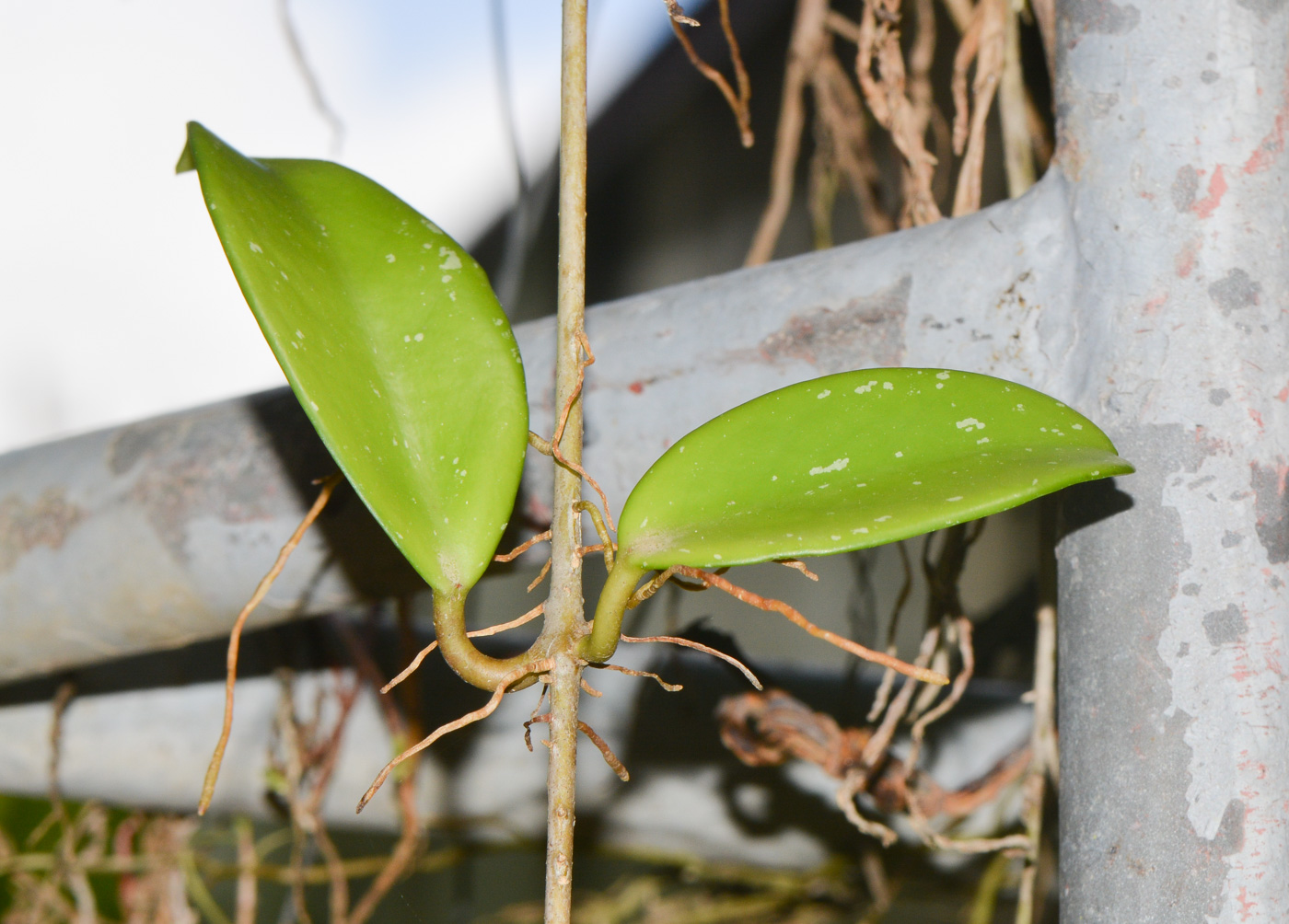 Image of Hoya carnosa specimen.